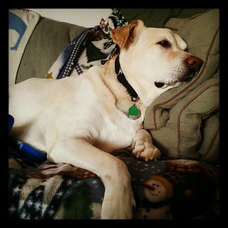 Good Sunday Morning from Zeus #dogs #sleepy #bigdog #adoptdontshop #dogstagram