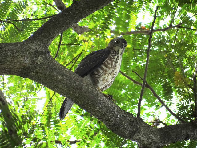 鳳頭蒼鷹/無限台南