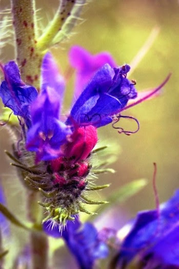 Echium vulgare Best plants for bees - what to plant for honey bees (9)
