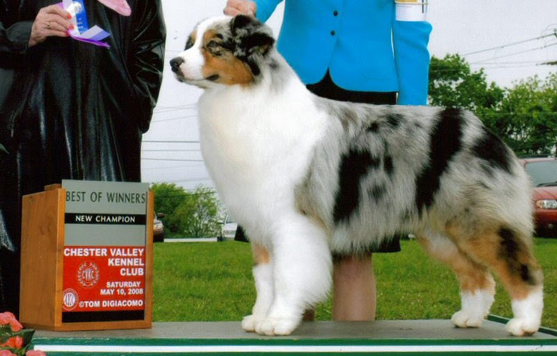 Cute Australian Shepherd Puppies For Sale Near Me Cheap l2sanpiero