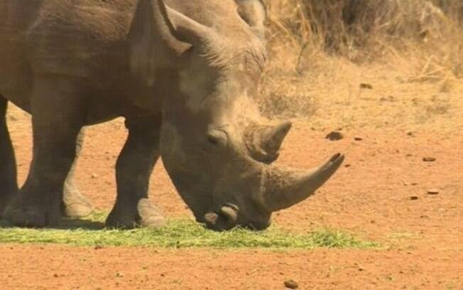 Rinoceronte no Parque Nacional Kruger: 1,2 mil mortos por caçadores somente no ano de 2014