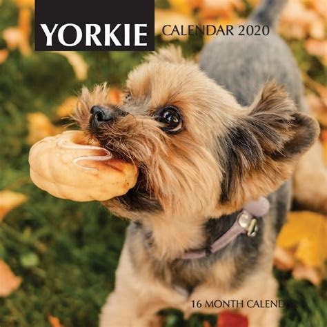 Download EPUB Yorkie 2020 Calendar Reader PDF - Año uno (Crónicas de