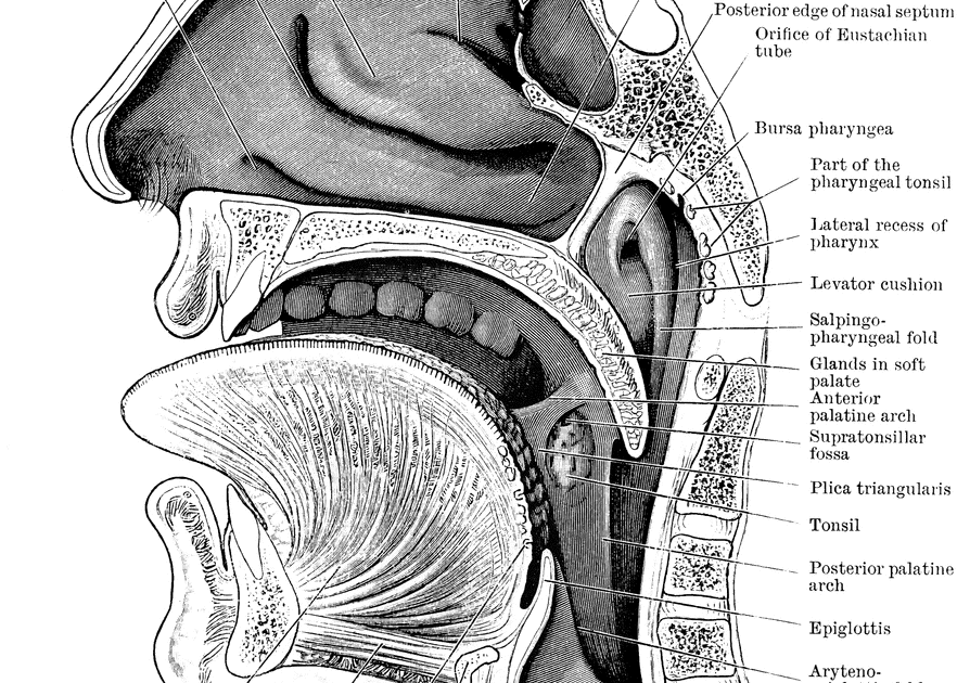 How Many Bones In The Face And Head / Science, Natural Phenomena