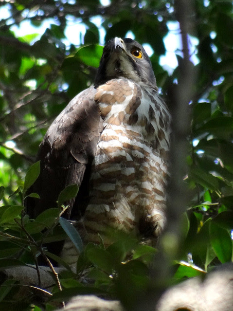鳳頭蒼鷹/無限台南