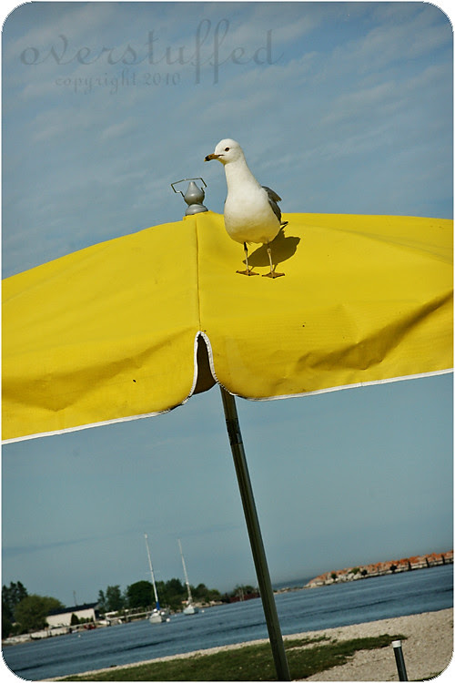 Seagull and Yellow Umbrella