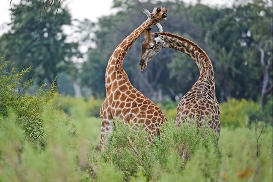 My Wild Animal Collections: #wild animals #wild #animals