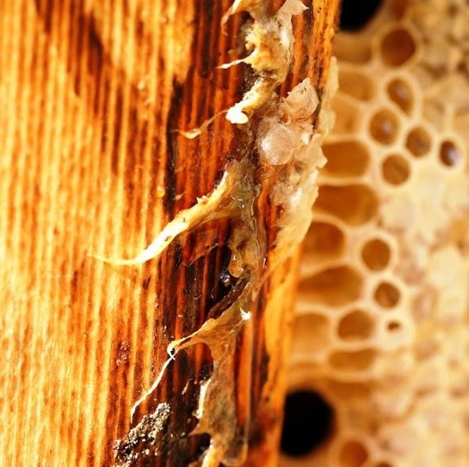 Itchy and Scratchy What Is Propolis Allergy?