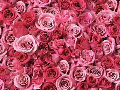 薔薇 壁紙 Iphone 高画質 の最高のコレクション 花の画像