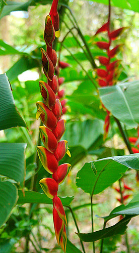 Heliconia 2
