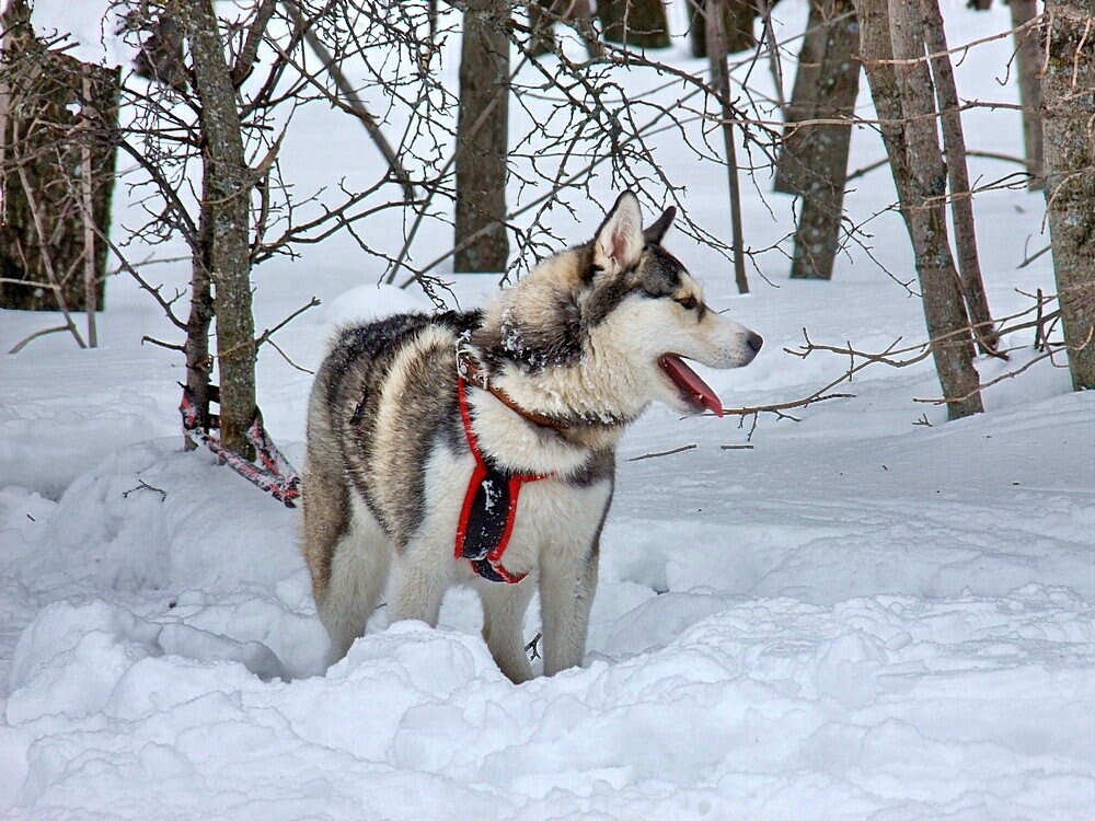 Собака гонщик фото