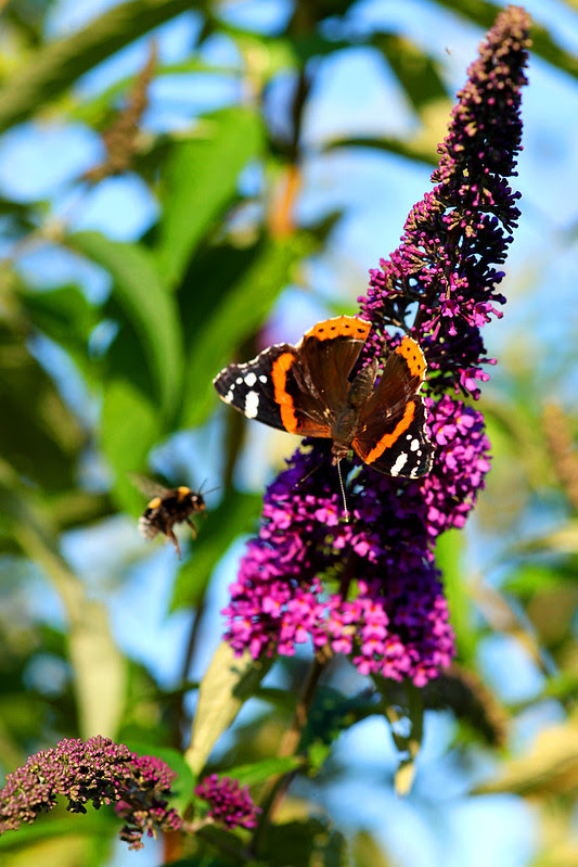 butterfly madame-2