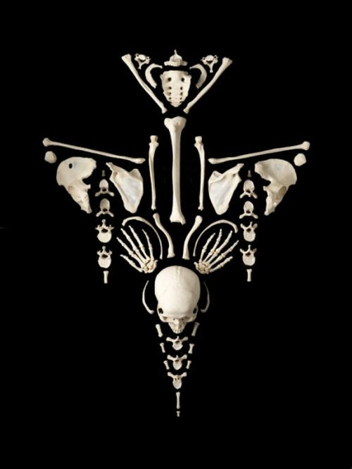 Art Made from
Real Human Bones (12 pics) Art Made from Real Human Bones (12 pics)