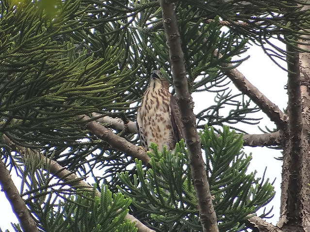 鳳頭蒼鷹/無限台南