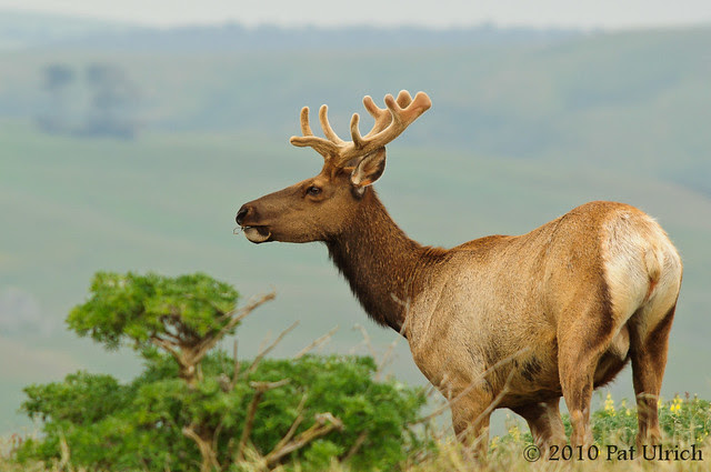 Elk with velvet antlers, Point Reyes National Seashore