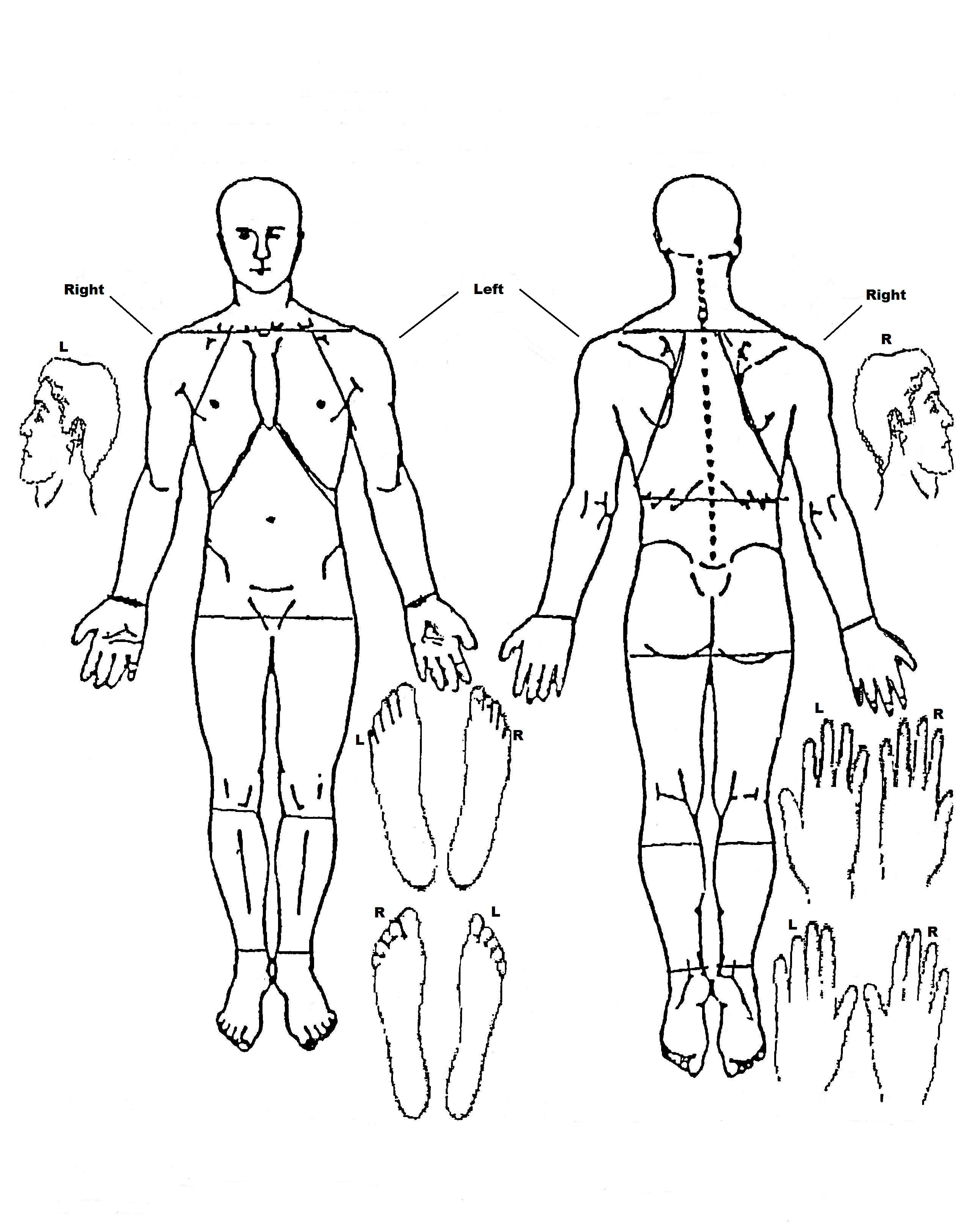 Blank Body Diagram - Diagram Media