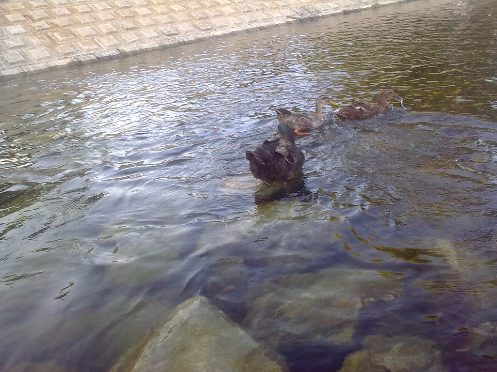 대구 신천둔치 청둥오리 가족 wild duck family at Sinchundunchi, Daegu #7
