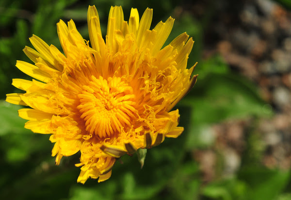 I rarely get to see a dandelion prior to full bloom! I rarely get to see a dandelion prior to full bloom!