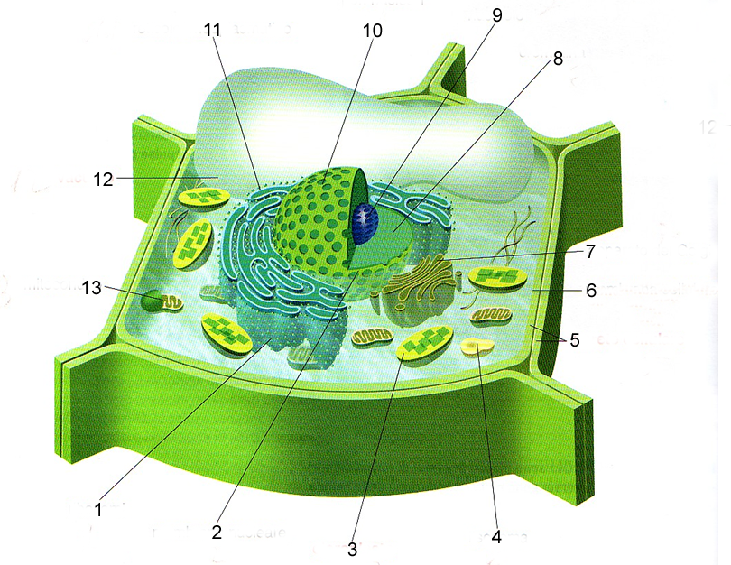 CELLULE VEGETALI