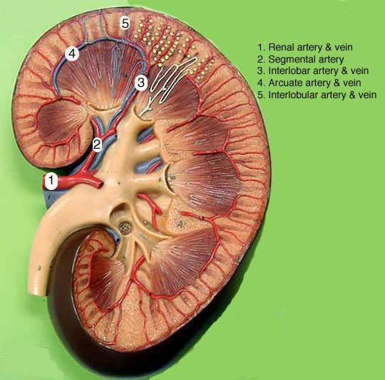 Label Kidney Diagram - Human Anatomy