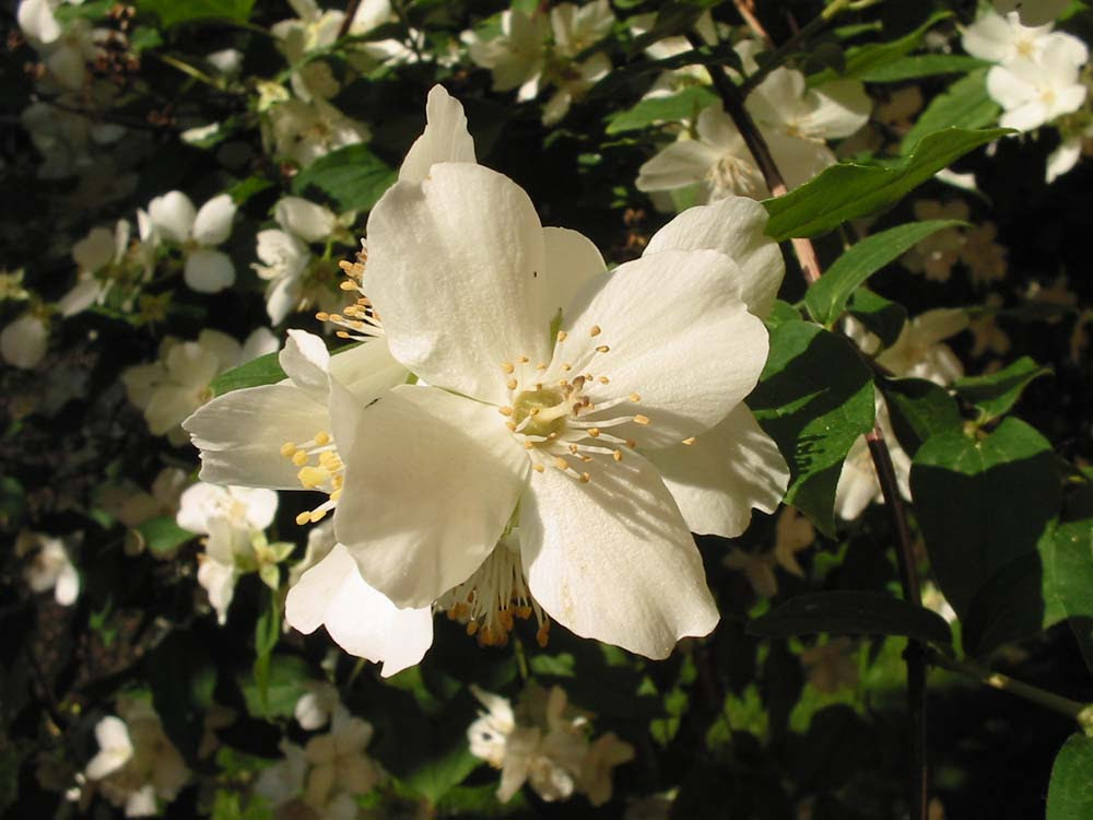 Fiori Bianchi Profumatissimi Nomi Pianta rampicante fiori bianchi