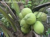 Coconuts