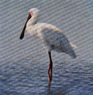 Pg4-6, Spoonbill
