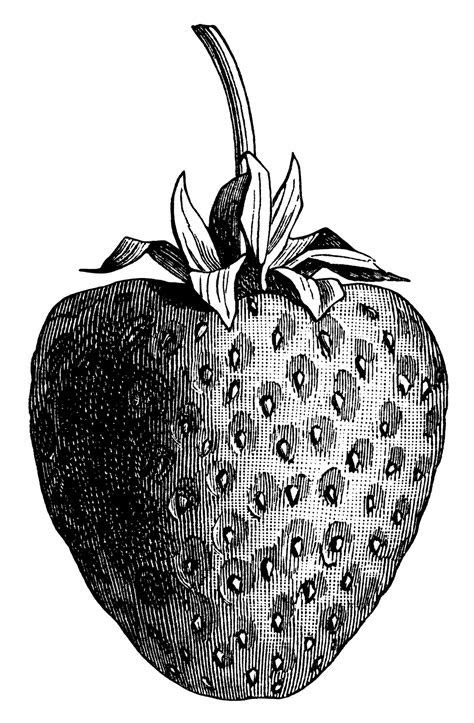 Vintage Strawberry ~ Free Clip Art Illustration Old Vintage Strawberry ~ Free Clip Art Illustration Old