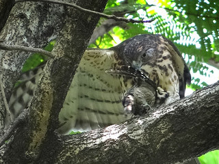 鳳頭蒼鷹/無限台南