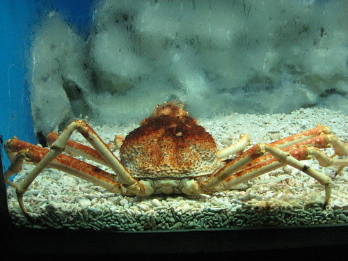 Giant Spider Crab