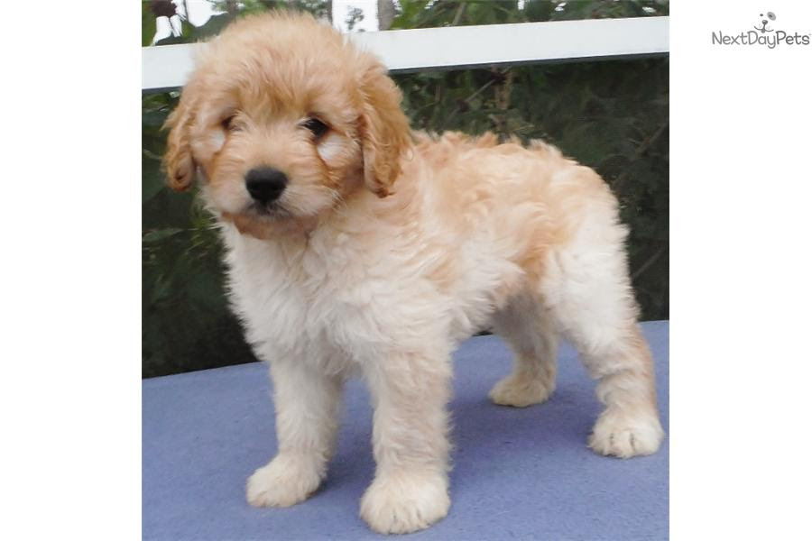 Goldendoodle Puppies for Sale Under $1000 in Florida - wide 3