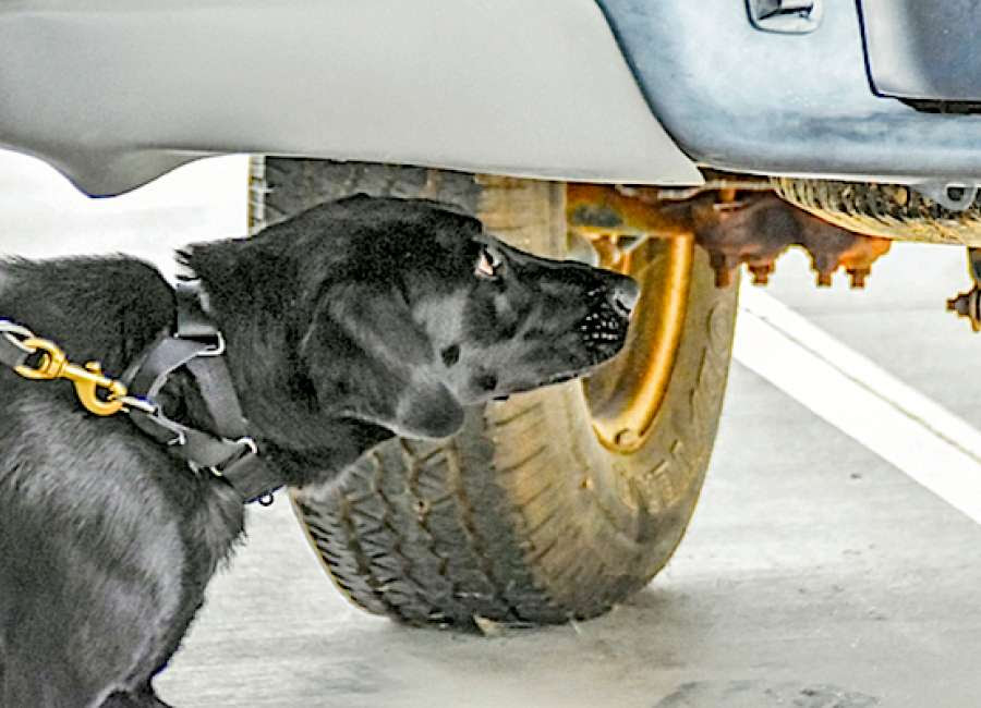 USDA training facility puts canines into action