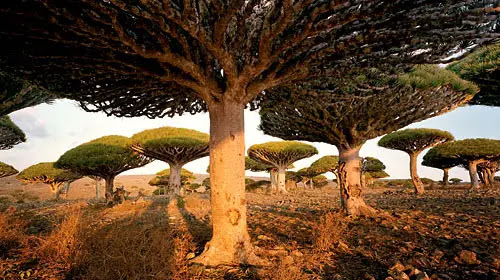 Socotra socotra 10 Amazing Places On Earth