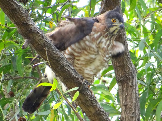 鳳頭蒼鷹/無限台南