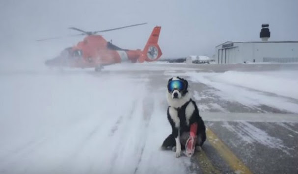 Ο πιο cool σκύλος που έχετε  δει ποτέ - Δείτε που εργάζεται και γιατί φοράει μάσκα του σκι! 