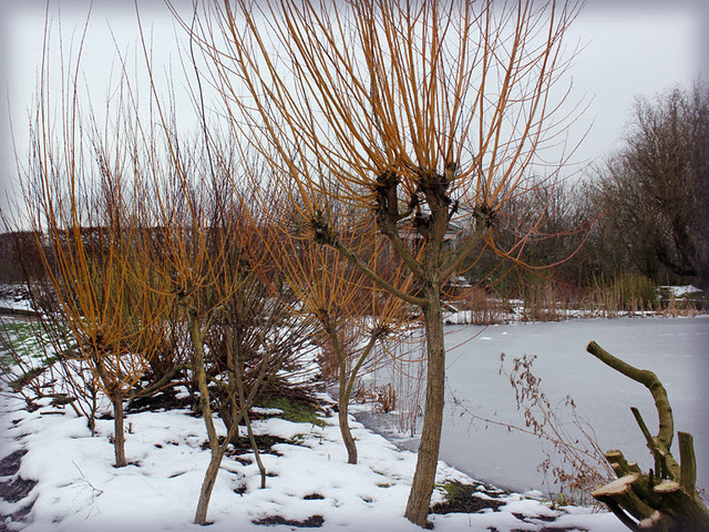 Salix alba var. vitellina