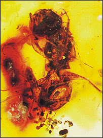 Melittosphex burmensis  Image: Science