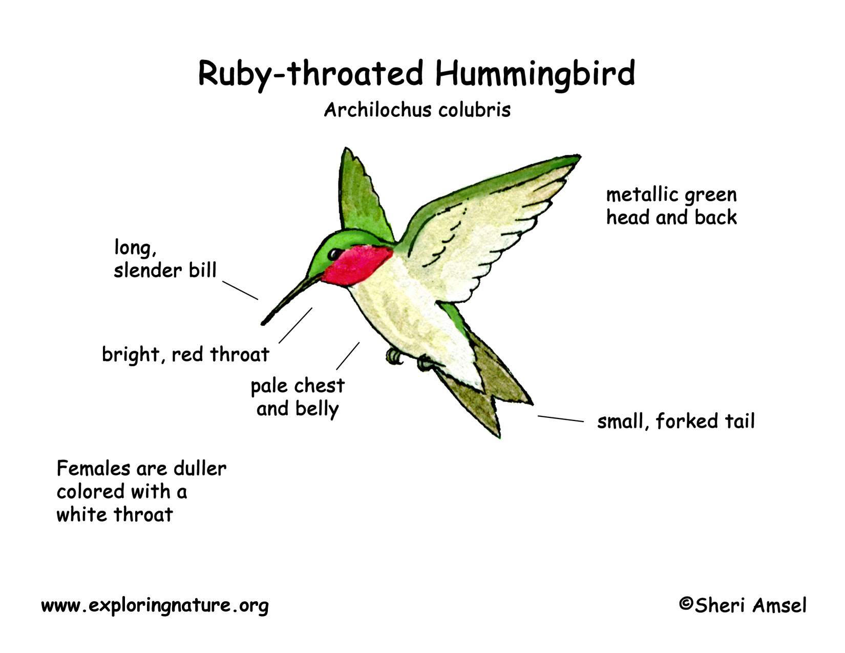Hummingbird Classification