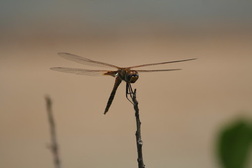 Dragonfly at Fannie Bay
