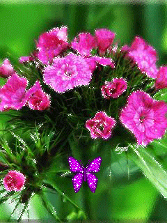 Цветочки с бабочкой