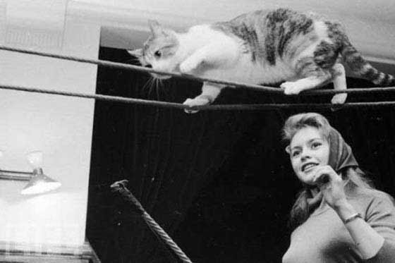 Brigitte Bardot