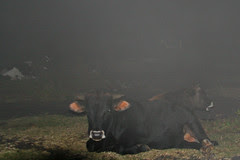 Vacas en la niebla