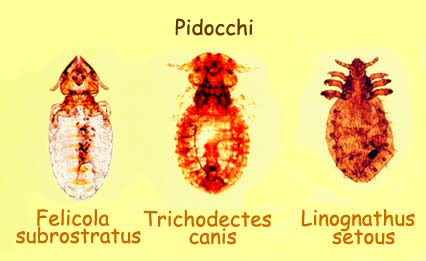 rimedi naturali per pulci in casa agosto 2020