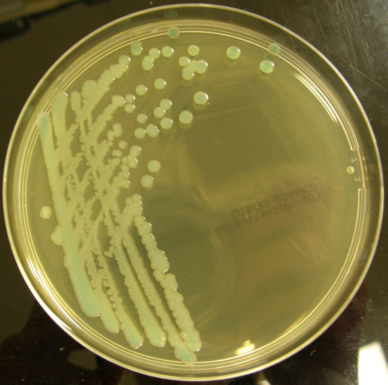 Микроорганизмы на плотных питательных средах