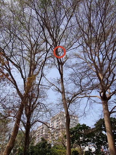 鳳頭蒼鷹/無限台南