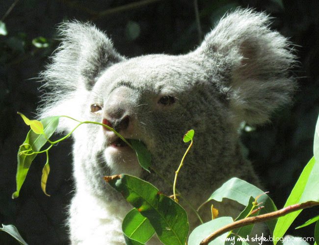 Columbus Zoo 8