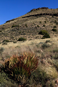 Taaiboschfontein Guest Farm wild aloe Taaiboschfontein Guest Farm wild aloe