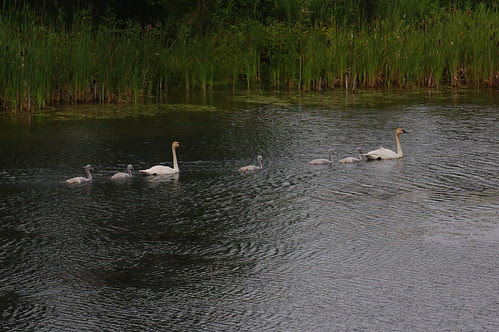 Tundra(or Trumpeter?)Swan Family I