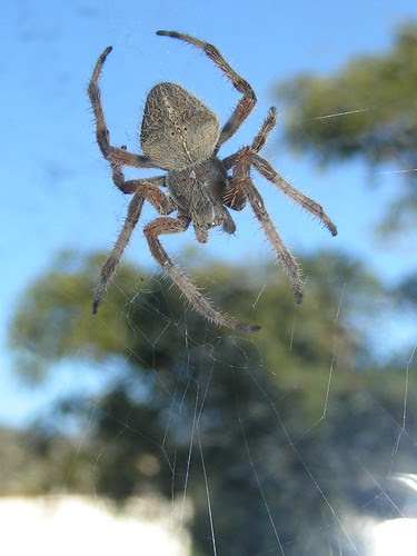 spider on my window