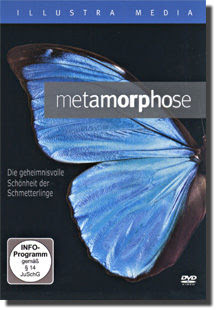 Schmetterling