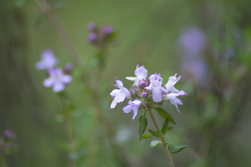 thyme in bloom